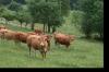 MARAMURES VAND 50 DE VACI DE CARNE RASA "LIMUZINA" / JUNINI