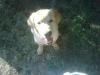 MARAMURES pierdut catel labrador auriu in baia mare zona centru vechi